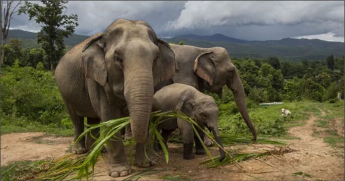 ಪಶ್ಚಿಮ ಬಂಗಾಳ