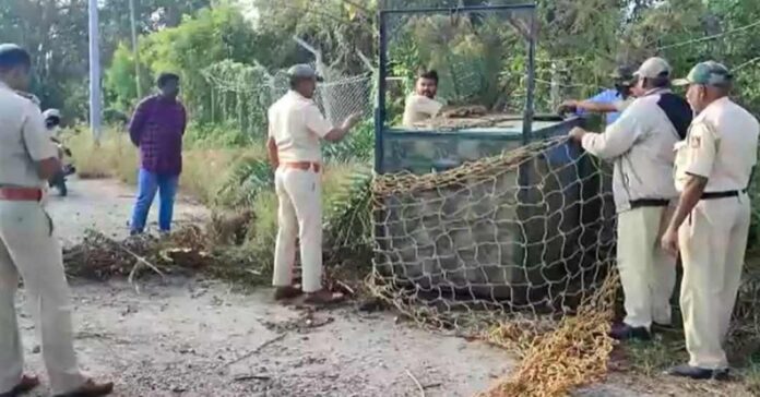 ಒಂದೇ ತಿಂಗಳಲ್ಲಿ ಎರಡು ಚಿರತೆ ಸೆರೆ