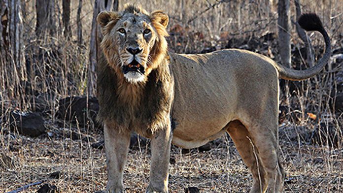 ಗುಜರಾತ್, 286 ಸಿಂಹ, 456 ಚಿರತೆ, Gujarat, 286 lions, 456 leopards,