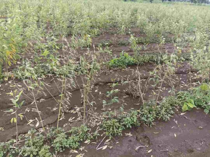 ತೊಗರಿ ಬೆಳೆಹಾನಿ