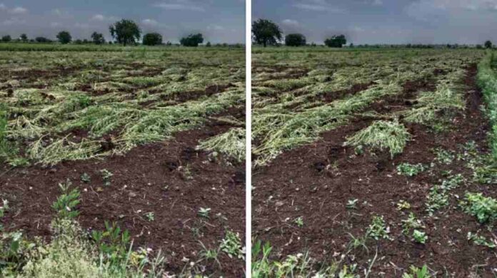 ತೊಗರಿ ಬೆಳೆ ನಾಶ ಮಾಡಿದ ಕಿಡಿಗೇಡಿಗಳು