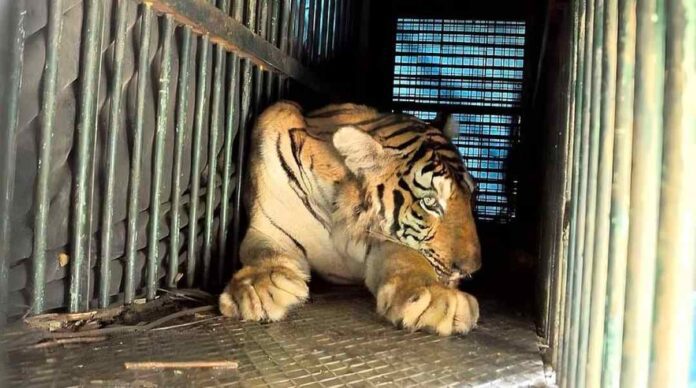 ಬಾಲಕನನ್ನು ಕೊಂದು ತಿಂದಿದ್ದ ಹುಲಿ ಸೆರೆ