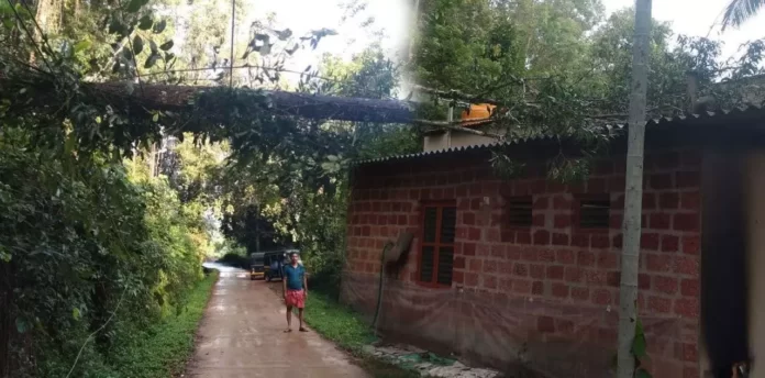 ಮನೆ ಮೇಲೆ ಬಿದ್ದ ಮರ