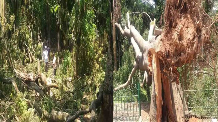 ಮಳೆ ಕಬ್ಬನ್&zwnj;ಪಾರ್ಕ್&zwnj;