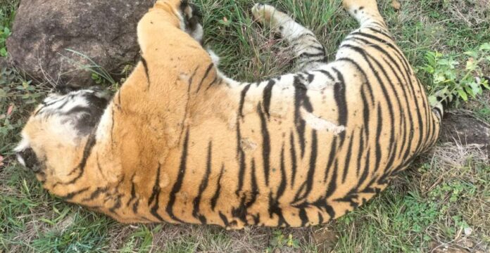 ಹುಲಿ ಸಾವು