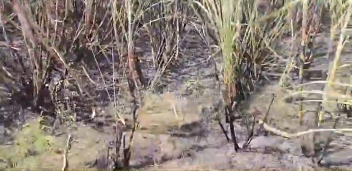 ಬೆಳಗಾವಿ : ವಿದ್ಯುತ್ ಅವಘಡ :13 ಎಕರೆ ಕಬ್ಬು ಸುಟ್ಟು ಭಸ್ಮ