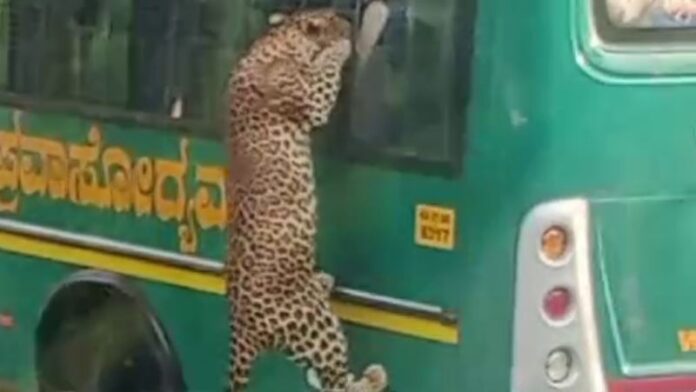 ಬನ್ನೇರುಘಟ್ಟ ಉದ್ಯಾಯವನ ಚಿರತೆ