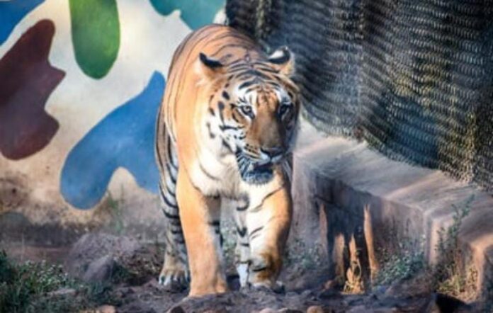 ಬೆಳಗಾವಿ | ಮೃಗಾಲಯದಲ್ಲಿದ್ದ ಹುಲಿ ಶೌರ್ಯ ಸಾವು