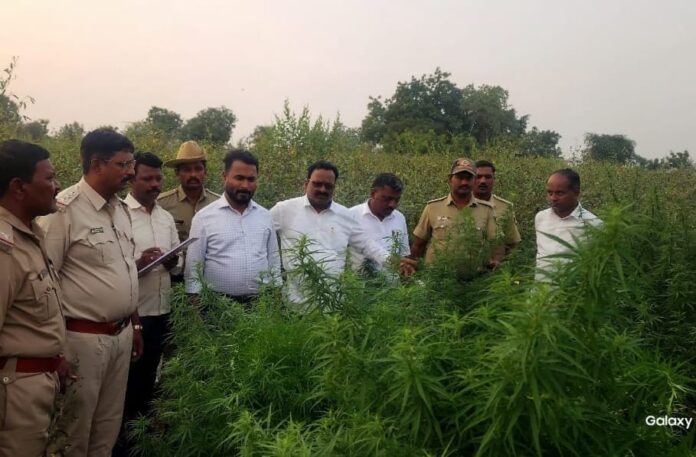 ರಾಯಚೂರು | ಭಾರಿ ಬೆಲೆ ಬಾಳುವ 10.200 ಕೆಜಿ ಗಾಂಜಾ ಜಪ್ತಿ