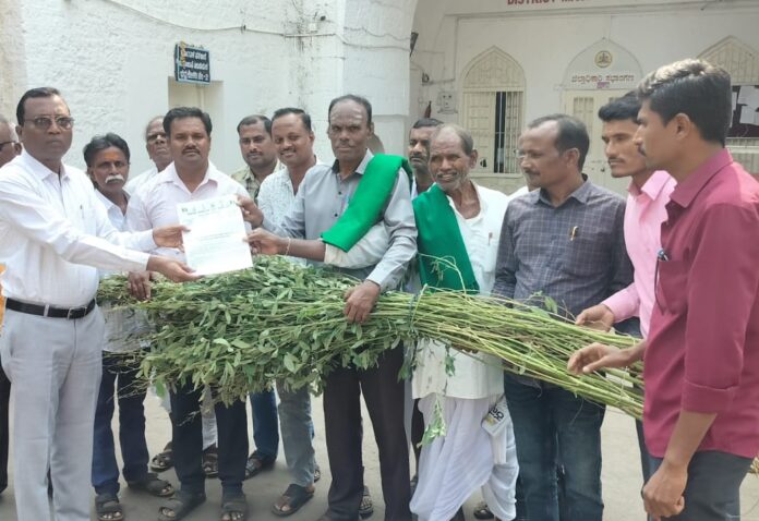 ವಿಜಯಪುರ | ಕಳಪೆ ತೊಗರಿ ಬೀಜ ವಿತರಣೆ: ಅಧಿಕಾರಿಗಳ ನಿರ್ಲಕ್ಷ್ಯದ ಆರೋಪ: ಕ್ರಮಕ್ಕೆ ಒತ್ತಾಯ