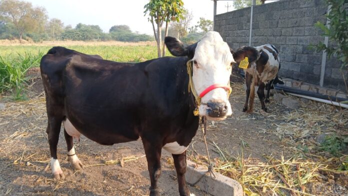 ಬೆಳಗಾವಿ | ಜಿಲ್ಲೆಯ ಹಾಲು ಉತ್ಪಾದಕರಿಗೆ ಬೆಮುಲ್ ಸಿಹಿ ಸುದ್ದಿ ನೀಡಿದೆ