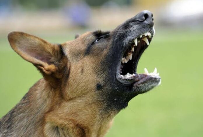 ಧಾರವಾಡ | ಹುಚ್ಚು ನಾಯಿ ಕಚ್ಚಿ 30 ಜನರಿಗೆ ಗಾಯ; 16 ಮಂದಿ ಕಿಮ್ಸ್&zwnj;ಗೆ ದಾಖಲು