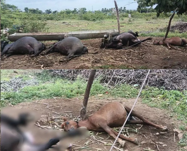 ಬೆಳಗಾವಿ : ವಿದ್ಯುತ್ ಸ್ಪರ್ಶಿಸಿ ಮೂರು ಎಮ್ಮೆಗಳು, ಕುದುರೆ ಸಾವು