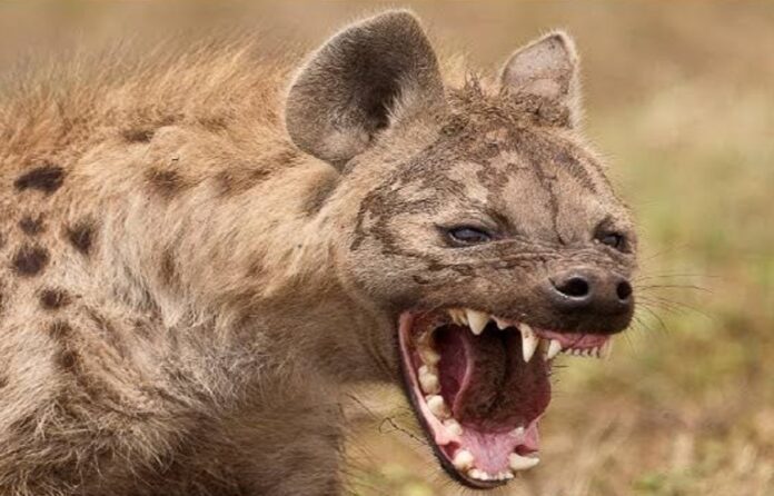 ಬೆಳಗಾವಿ : ಚಿಂಚಣಿ ಗ್ರಾಮದಲ್ಲಿ ಕತ್ತೆ ಕಿರುಬ ಪ್ರತ್ಯಕ್ಷ ಬೆಚ್ಚಿ ಬಿದ್ದ ಗ್ರಾಮಸ್ಥರು