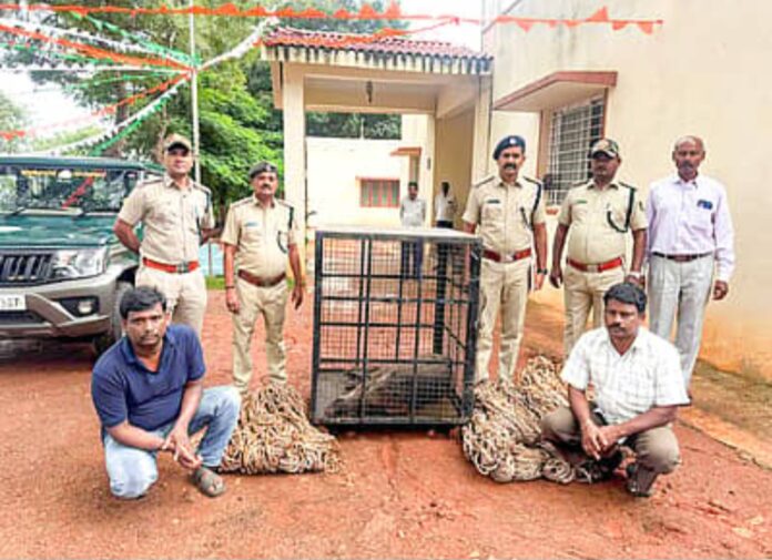 ಬೆಳಗಾವಿ : ಕಾಡು ಹಂದಿ ಬೇಟೆ ಇಬ್ಬರ ಬಂಧನ