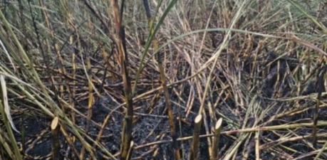 ಬೆಳಗಾವಿ : ಎಂಟು ಎಕರೆ ಕಬ್ಬು ಸುಟ್ಟು ಕರಕಲು