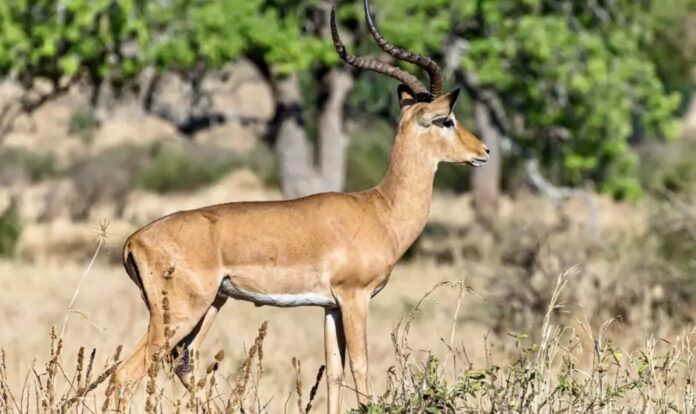 ಬೆಳಗಾವಿ : ರಾಣಿ ಚೆನ್ನಮ್ಮ ಮೃಗಾಲಯದಲ್ಲಿ ಮತ್ತೊಂದು ಕೃಷ್ಣಮೃಗ ಸಾವು : ಸಂಖ್ಯೆ 31ಕ್ಕೆ ಏರಿಕೆ