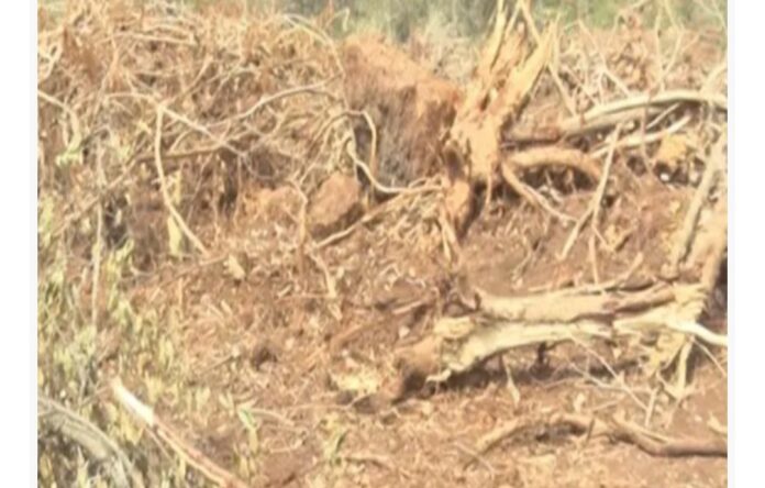 ಬೆಳಗಾವಿ | ಸೋಲಾರ ಪ್ಲಾಂಟ್ ನೆಪದಲ್ಲಿ ಸಾವಿರಾರು ಮರಗಳ ಮಾರಣಹೋಮ