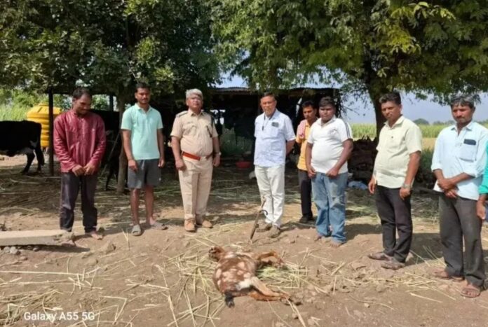 ಬೆಳಗಾವಿ | ಕತ್ತೆ ಕಿರುಬ ದಾಳಿ : ಎರಡು ಮೇಕೆ ಮರಿಗಳು ಸಾವು