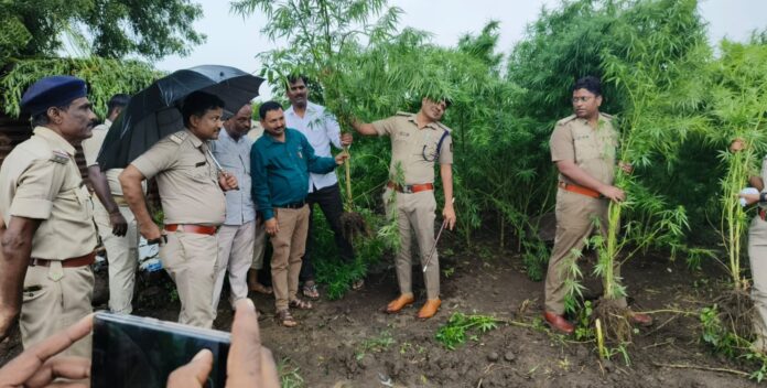 ಗಾಂಜಾ ಜಪ್ತಿ ಬಸವಕಲ್ಯಾಣ