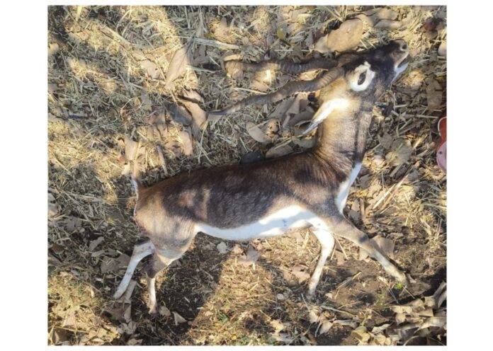 ಜಿಂಕೆ ಸಾವು