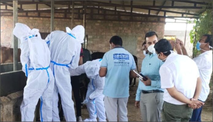 ಕಾಂಗೋ ಜ್ವರ