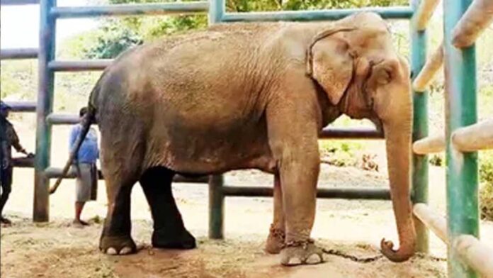 Death of an elephant