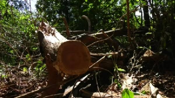 ಧಾರವಾಡ | ಜ. 24 ಮತ್ತು ಫೆ. 5 ರಂದು ವಿವಿಧ ಮರಗಳ ತೆರವಿಗೆ ಬಹಿರಂಗ ಹರಾಜು