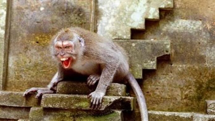 ಧಾರವಾಡ | ಶಾಲಾ ಮಕ್ಕಳ ಮೇಲೆ ಕೋತಿ ದಾಳಿ: ಓರ್ವ ಬಾಲಕ ಗಂಭೀರ ಗಾಯ