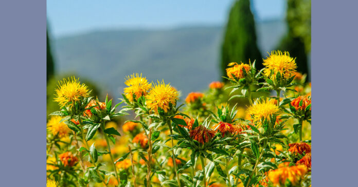 ಕುಸುಬೆ ಖರೀದಿ