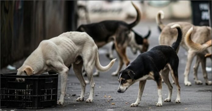 ಬೀದಿ ನಾಯಿ